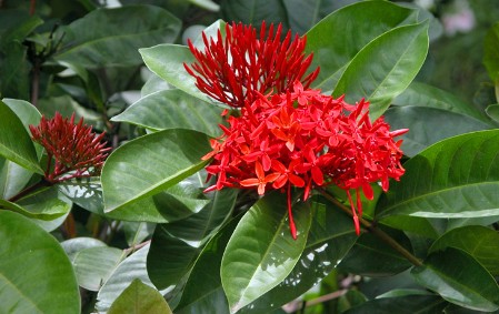 Botanic Garden, Tortola