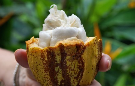Cacao Fruit, St. Lucia